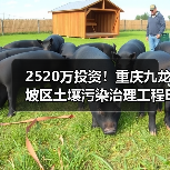 2520万投资!重庆九龙坡区土壤污染治理工程EPC总承包招标启动(图1) 2520万投资!重庆九龙坡区土壤污染治理工程EPC总承包招标启动(图1)